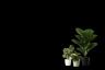 Artificial plants | Ծաղկեպսակների առաքում Երևան