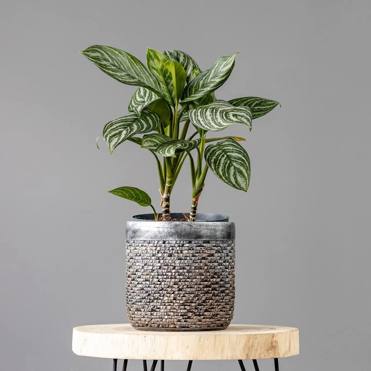 Aglaonema stripes | ծաղիկներ, ծաղկեպսակներ, բույսեր Երևան
