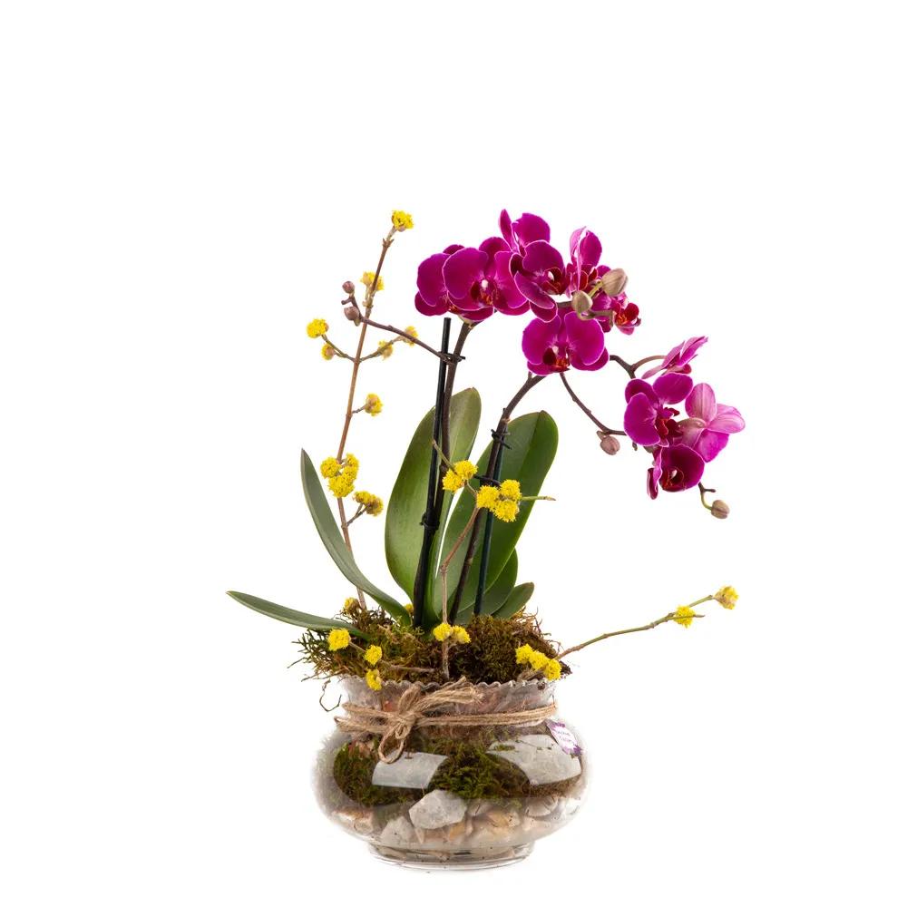 Composition with orchids (Multi) | ծաղիկներ, ծաղկեպսակներ, բույսեր - առաքում Երևան