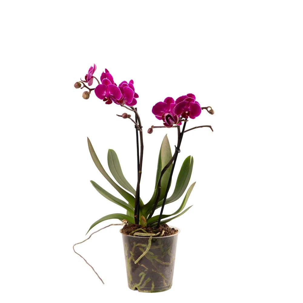 With orchids (Multi) | ծաղիկներ, ծաղկեպսակներ, բույսեր Երևան