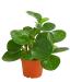 Peperomia ծաղիկների | ծաղկեպսակների առաքում Երևան Peperomia ծաղիկների | ծաղկեպսակների առաքում Երևան