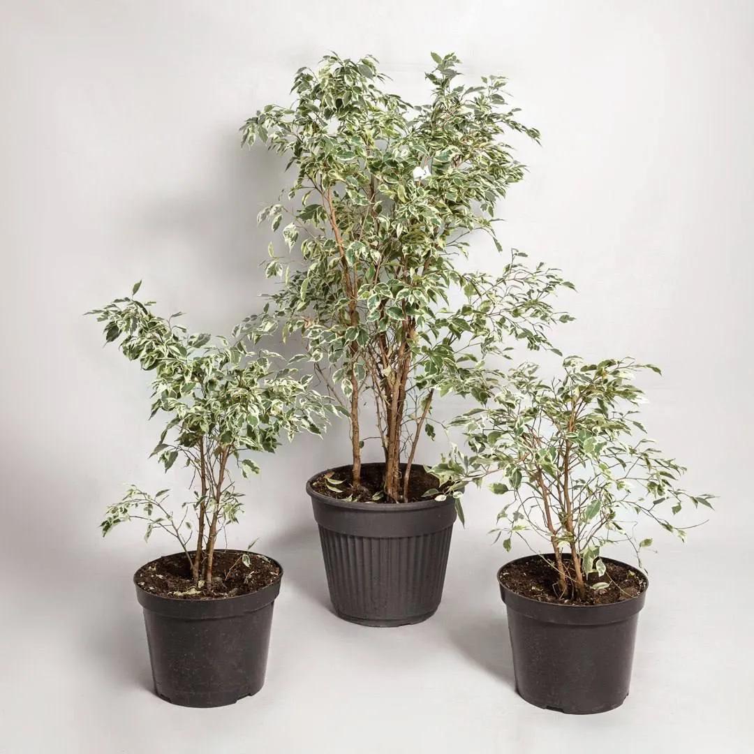 Ficus Twilight | ծաղիկներ, ծաղկեպսակներ, բույսեր Երևան Ficus Twilight | ծաղիկներ, ծաղկեպսակներ, բույսեր Երևան