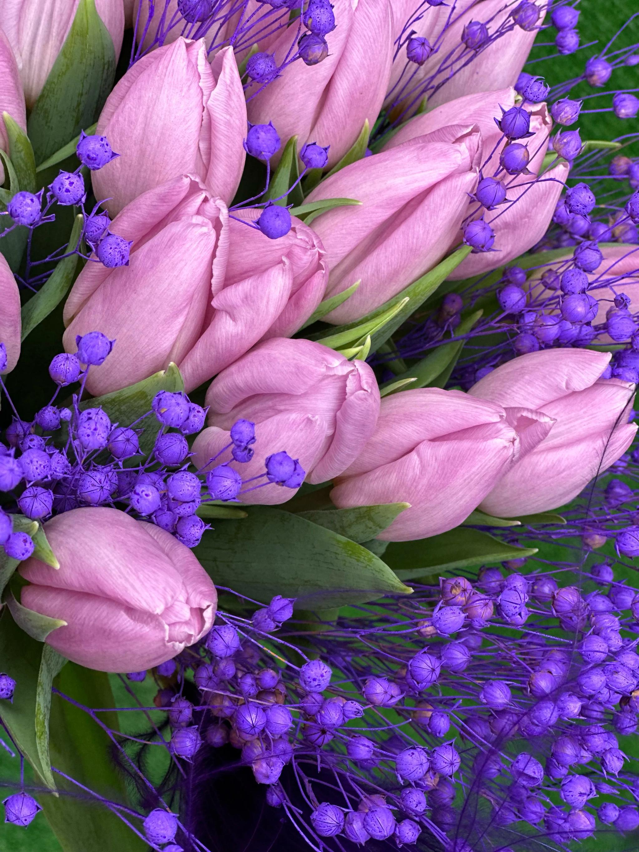Blue tulips | ծաղիկներ, ծաղկեպսակներ, բույսեր Երևան Blue tulips | ծաղիկներ, ծաղկեպսակներ, բույսեր Երևան