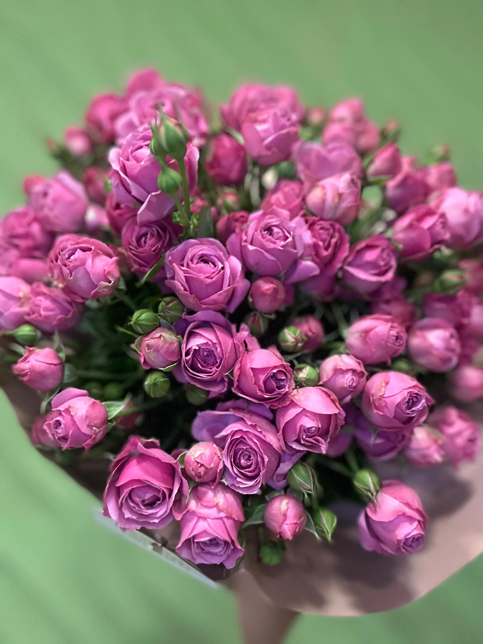 Peony-like rose | ծաղիկներ, ծաղկեպսակներ, բույսեր Երևան Peony-like rose | ծաղիկներ, ծաղկեպսակներ, բույսեր Երևան
