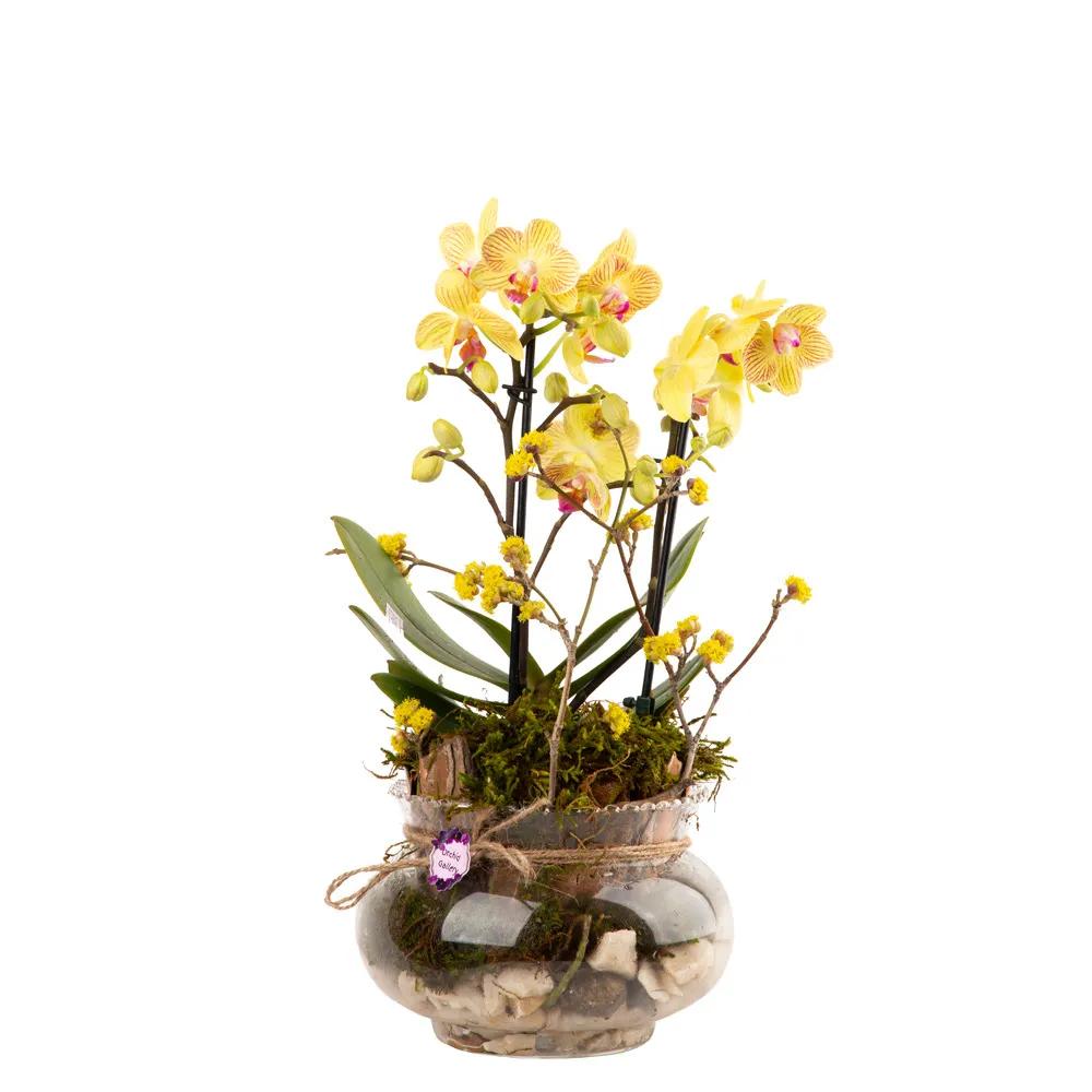 Composition with orchids (Multi) | ծաղիկներ, ծաղկեպսակներ, բույսեր Երևան Composition with orchids (Multi) | ծաղիկներ, ծաղկեպսակներ, բույսեր Երևան